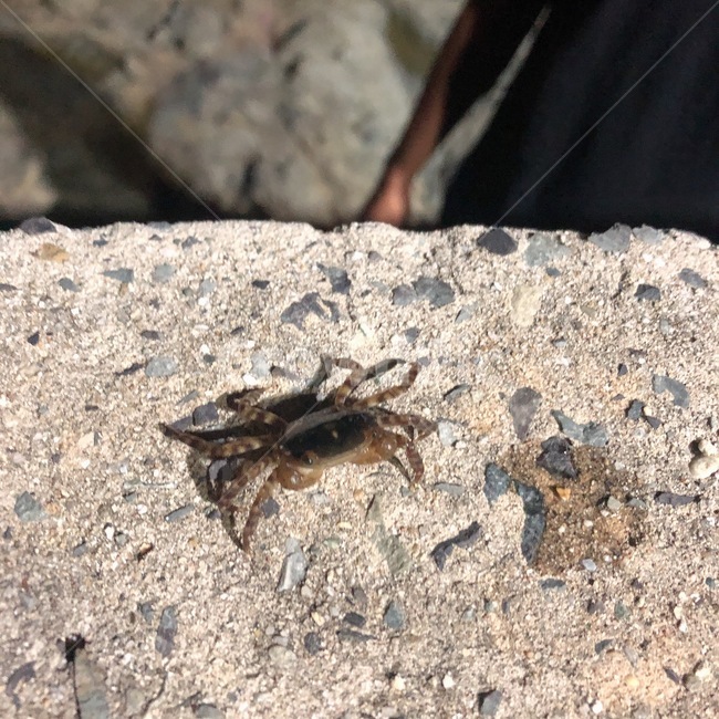 sea,ocean,게,crad,꼬마게