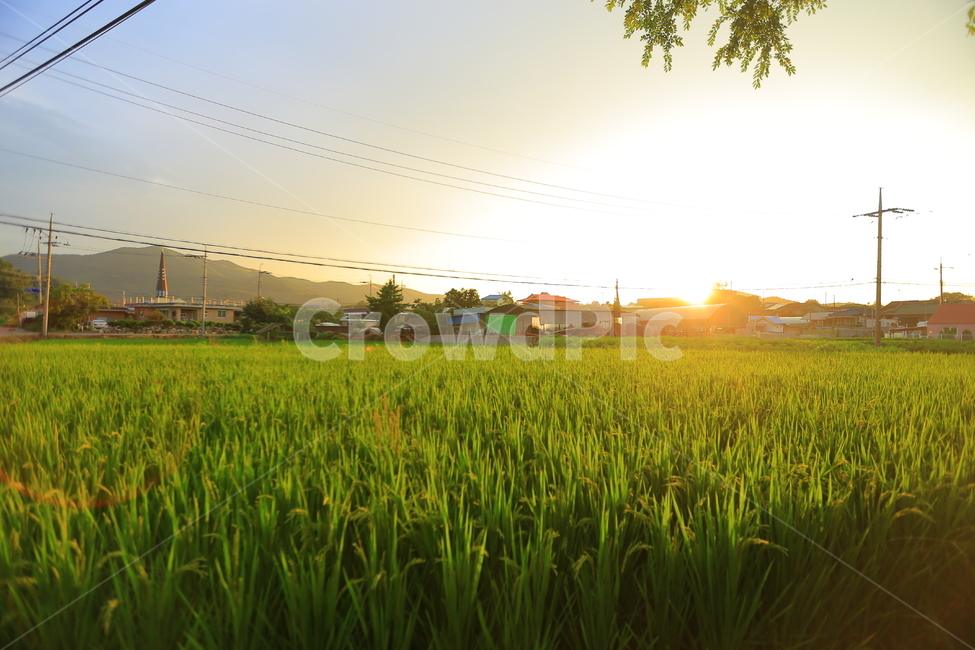 해질녁,벼,시골,일몰,풍경,시골,마을,풍경,landscape,country,rural,town,산업,industry,industrial,농업,농사,agriculture,farming,farming industry