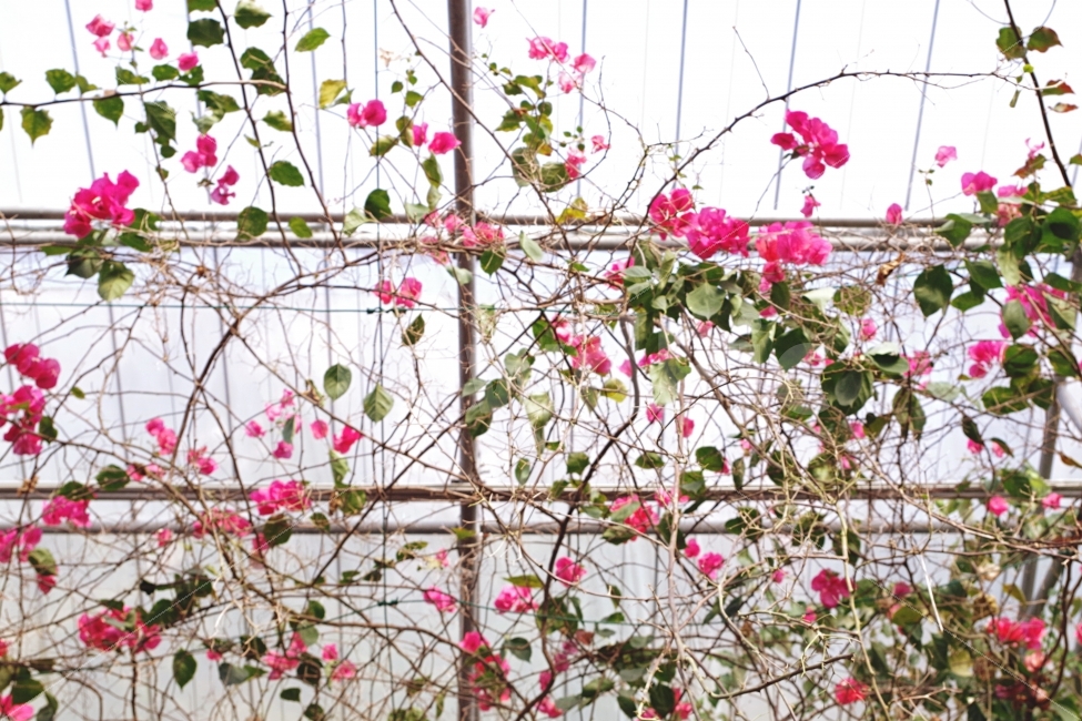 꽃,flower,감성사진,따뜻함,아름다움,효신,zaheun,식물,자연,plants,nature,꽃,flower