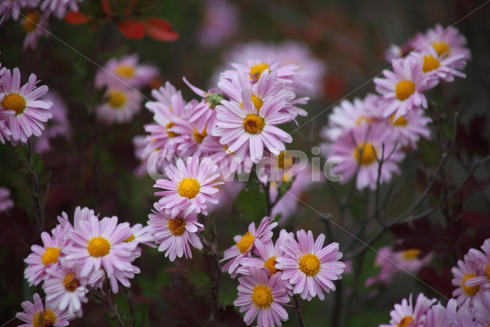 국화,식물,꽃,가을꽃,chrysanthemum,식물,자연,plants,nature,꽃,flower