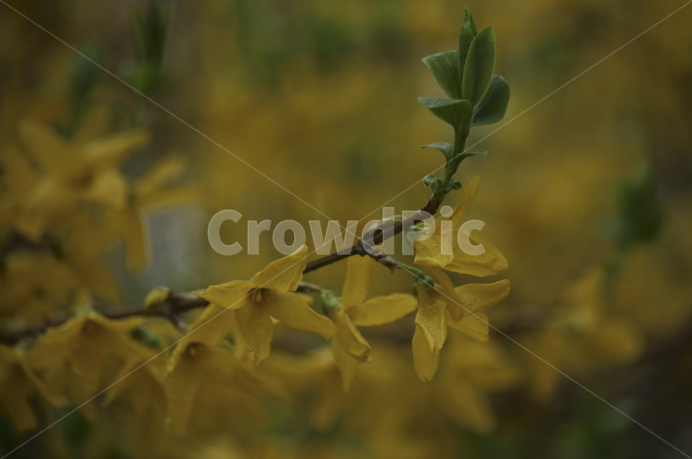 plant,식물,leaf,잎,spring,봄,yellow,노란,flower,blossom,꽃,yellowflower,노란꽃,개나리