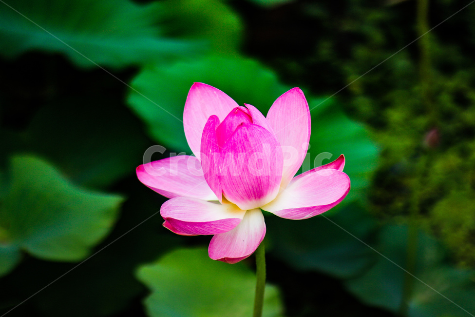 연꽃,수련,꽃,분홍,꽃잎,연꽃잎,연꽃개화,잎사귀,이쁜꽃,여름