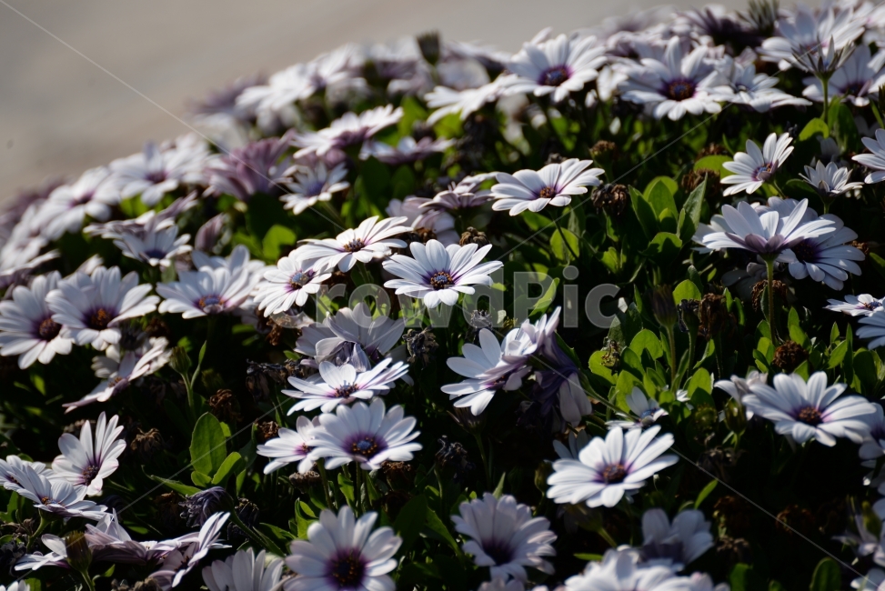 국화,꽃,가을,겨울,생명,화초,자연,화분,식물,자연,plants,nature,꽃,flower