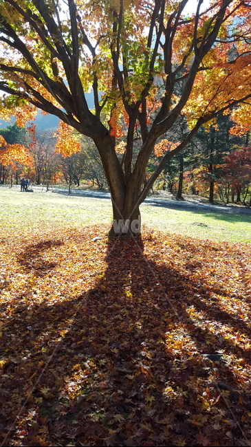 plant,식물,tree,나무,나무줄기,빛,그림자,단풍,내장사,가을,계절,fall,autumn,season