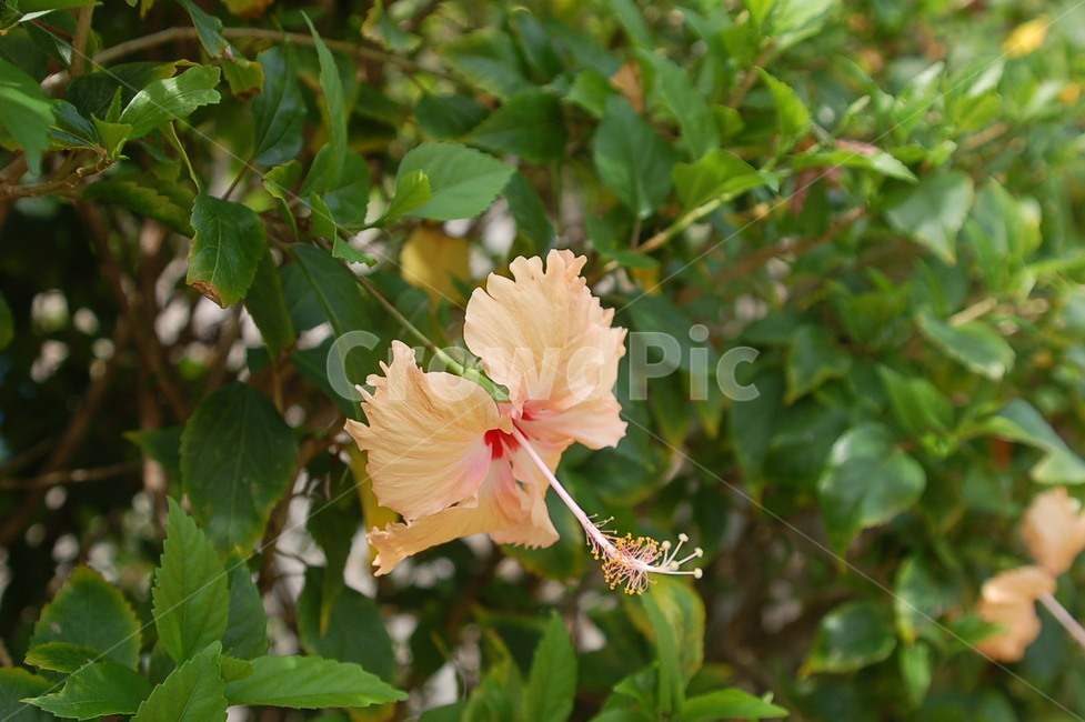 야생화,무궁화,아욱과,한송이,꽃,들꽃,식물,자연,plants,nature,꽃,flower