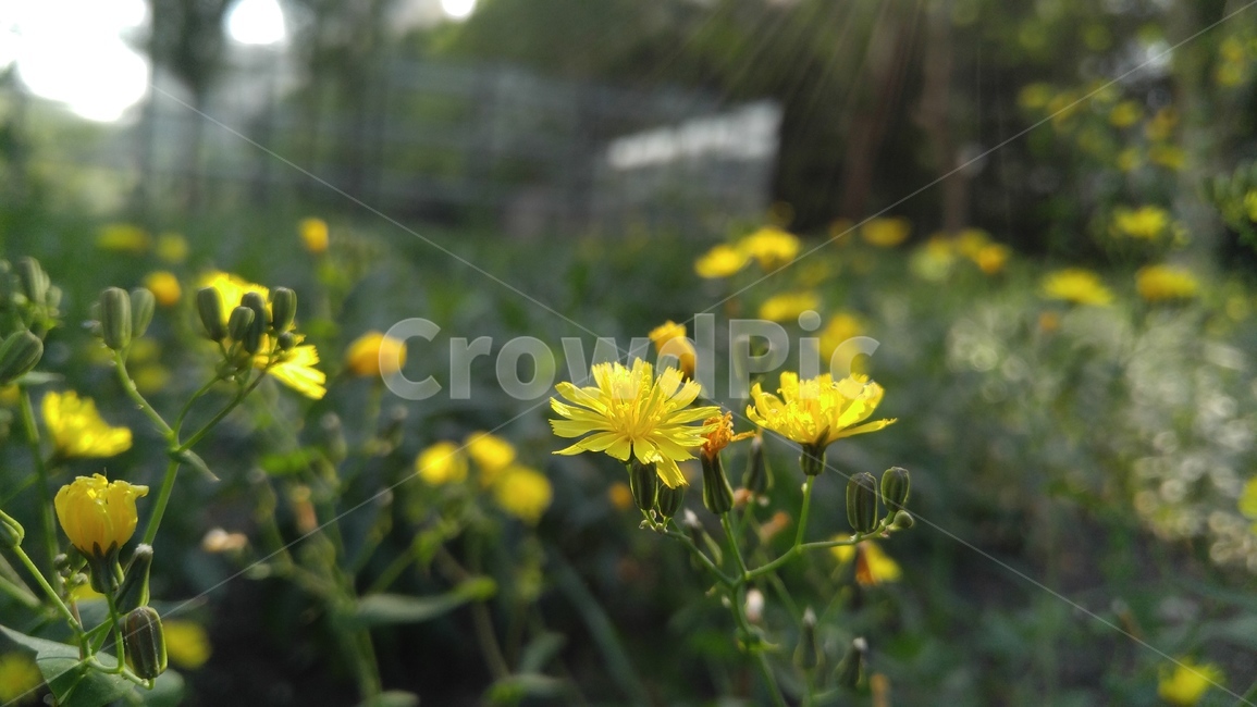 노랑선씀바귀,꽃,노랑꽃,녹색,배경,감성,계절,flower,yellowflower,green,background,emotional,season