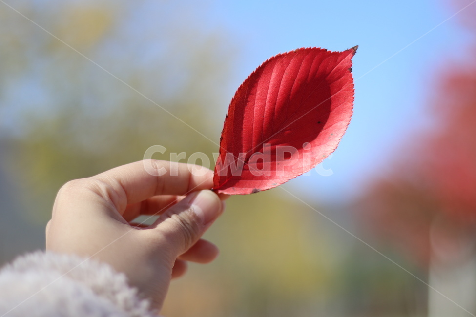 단풍잎,빨강,가을,감성,하늘,손,leaf,잎,plant,식물