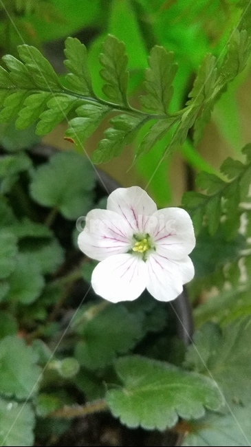 꽃,자연,계절,플라워,아름다움,색감,개화,flower,식물,자연,plants,nature,꽃,flower