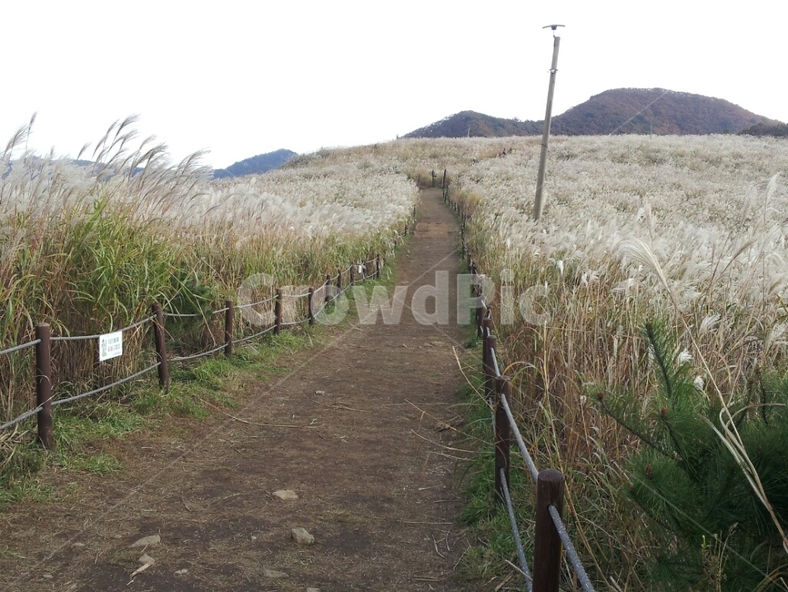 경주,토함산,갈대,가을풍경,감성사진,자연,가을