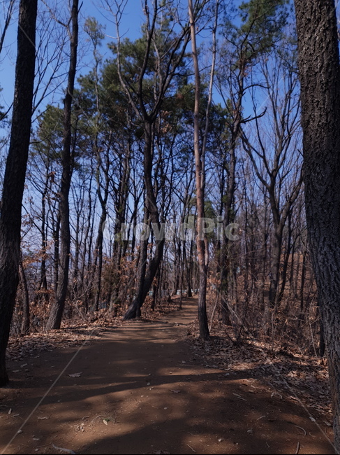 plant,식물,tree,나무,ground,바닥,treetrunk,나무줄기,산,moutain,등산로