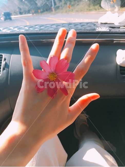 꽃,코스모스,꽃반지,가을,반지,꽃,flower,사람,인물,인간,human,person,신체일부,몸,body