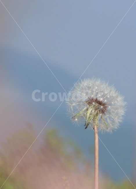 민들레,하늘,바람,그리움,그해,가을,우리,함께,하늘색,꿈,식물,자연,plants,nature,꽃,flower