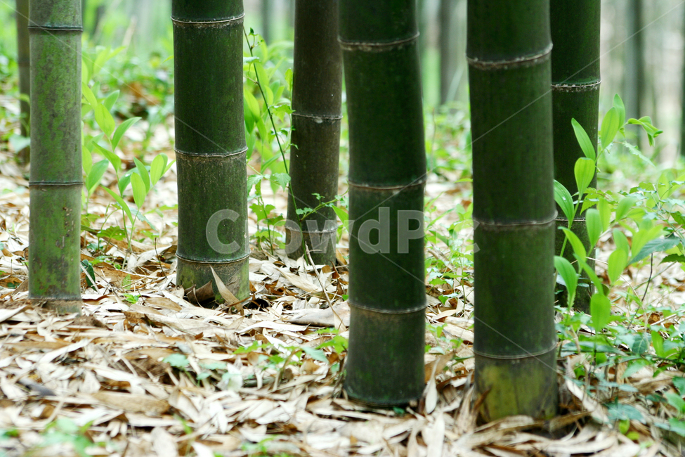 대나무,대나무숲,대숲,대나무줄기,대나무마디,식물,자연,plants,nature,나무,trees,wood