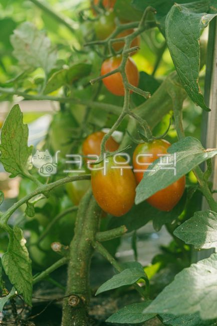 토마토,그린토마토,농작물,과일,신선한