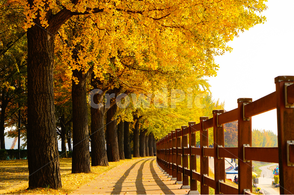 은행나무길,데크길,산책로,가을,낙엽,노랑,가을,계절,fall,autumn,season,자연,풍경,nature,landscape,한국자연풍경,한국자연경관,korea nature landscape,식물,plants,나무,trees,wood,tree,plant