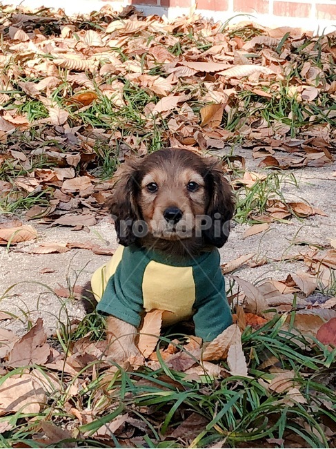 longhaired dachshund,puppy,dachshund,dog,pet dog
