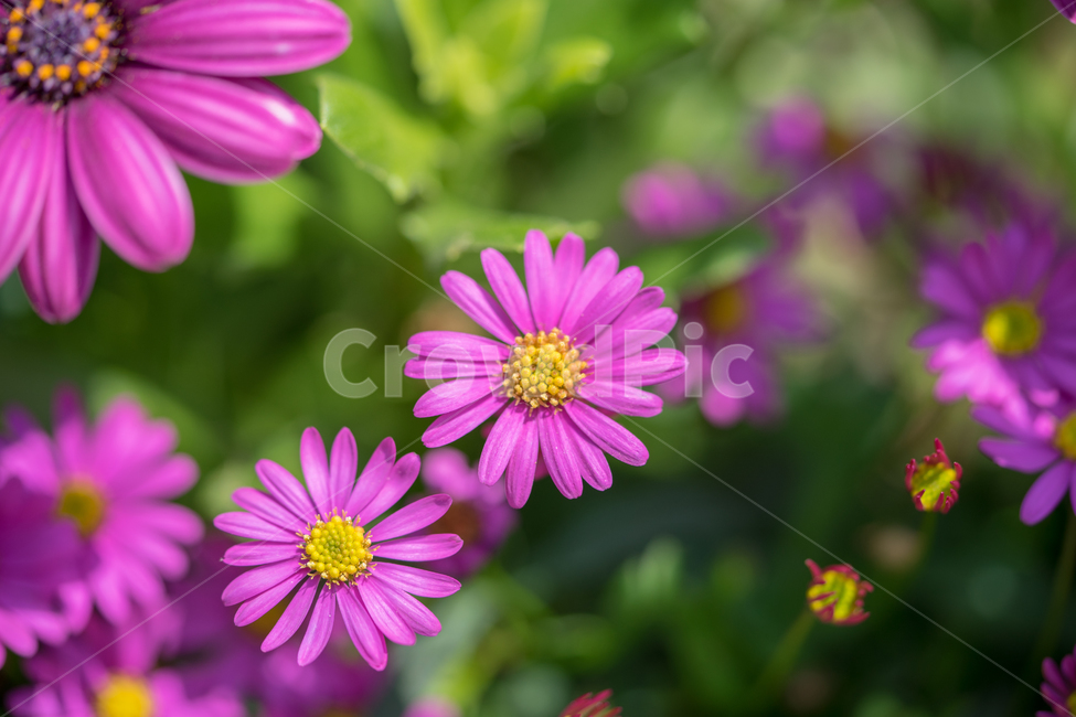 구절초,봄,꽃,봄꽃,자연,식물,근접,식물,자연,plants,nature,꽃,flower