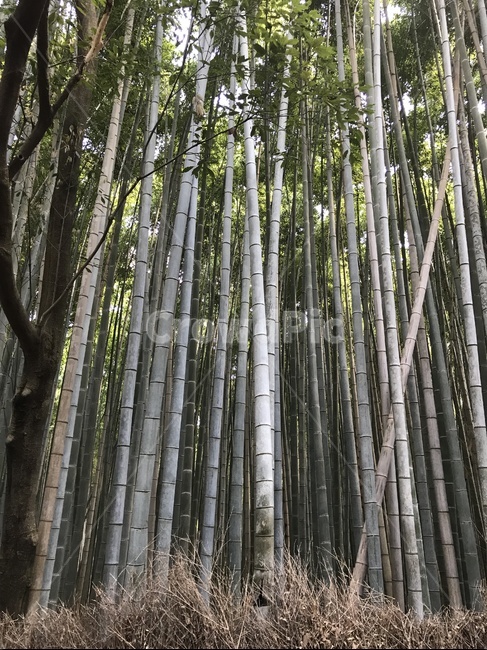 대나무,숲,숲속,대나무숲,교토,일본,아라시아,식물,자연,plants,nature,나무,trees,wood