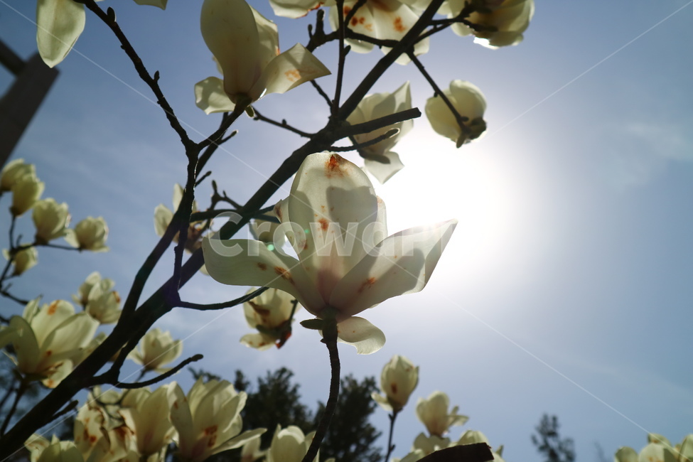 목련,나무,목련나무,바탕화면,배경화면,식물,자연,plants,nature,꽃,flower