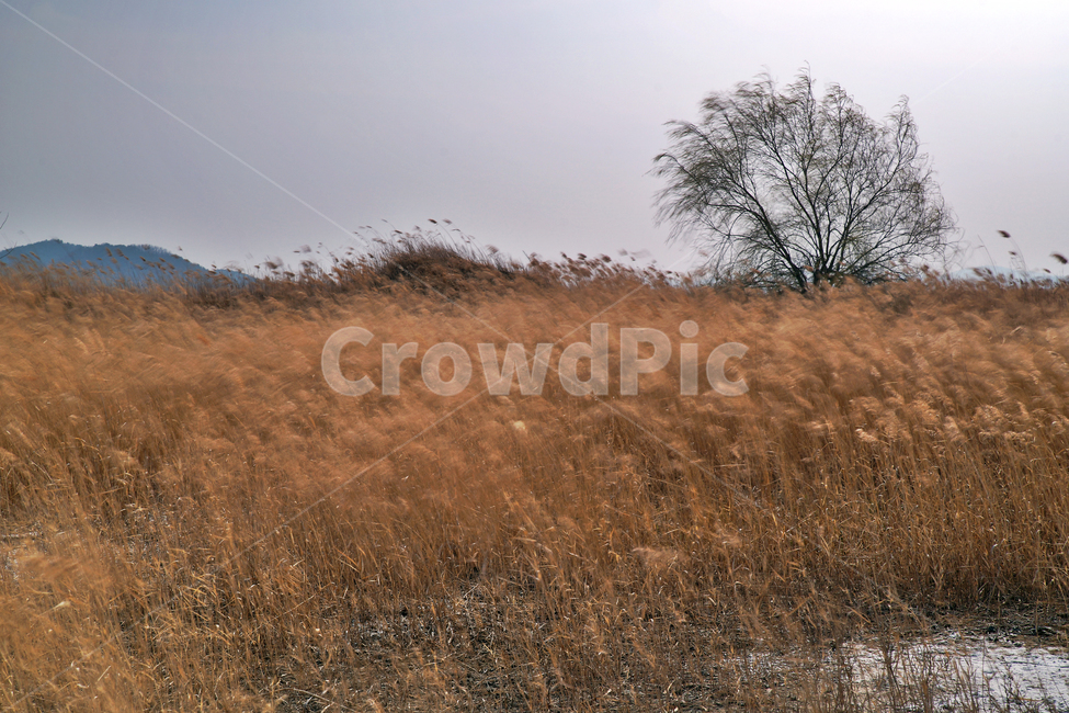 왕따나무,우음도,초원,갈대,시화호,화성시,간척지,바다,자연,풍경,nature,landscape