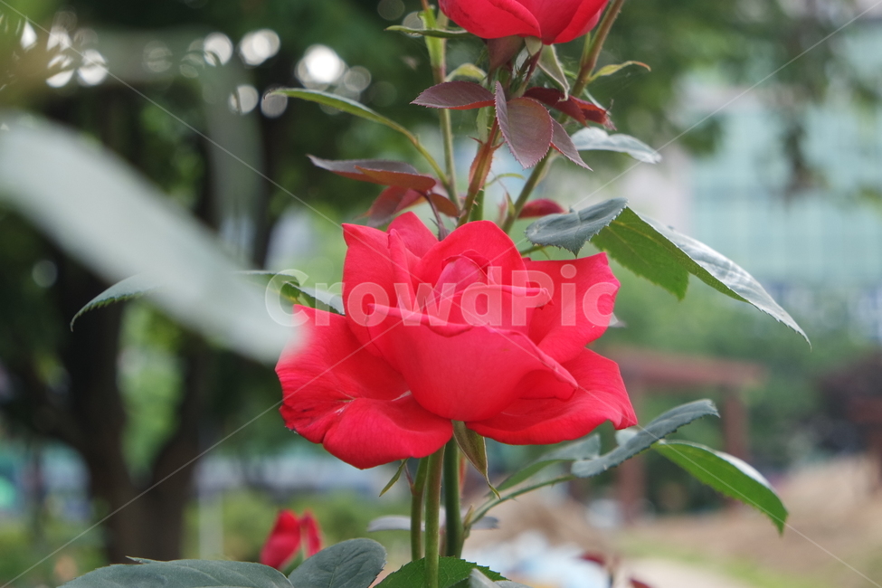 장미,장미사진,빨간장미,꽃사진,꽃,꽃배경,식물,자연,plants,nature,꽃,flower