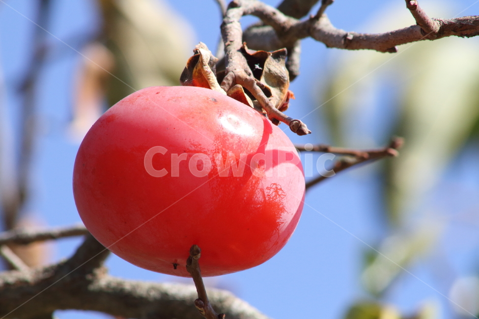 감,열매,가을,홍시,persimmon,fruit,가을,계절,fall,autumn,season,과일,열매,fruit,plant,식물,food,음식