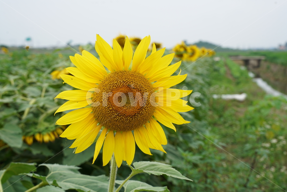 해바라기,국화과,식물,해바라기꽃,두상화,규화,항일화,sunflower,식물,자연,plants,nature,꽃,flower