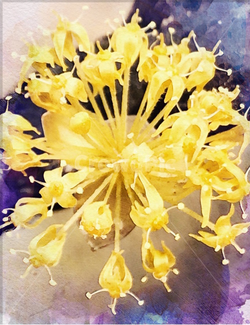 봄,봄꽃,산수유,산수유꽃,노란꽃,봄꽃축제,나들이,봄,계절,spring,season,식물,자연,plants,nature,꽃,flower,plant,blossom