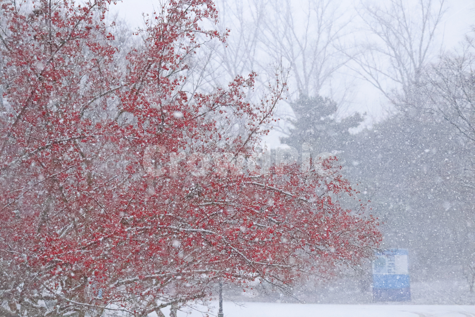 눈,공원,함박눈,겨울,감성,nature,자연,outdoors,옥외,snow,winter,blizzard,눈보라,storm,폭풍