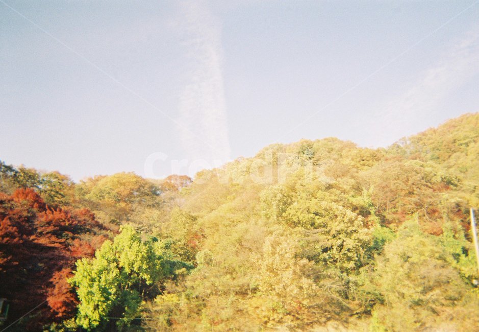 나무,가을,단풍,하늘,필름,tree,fall,maple,redleaves,sky,film