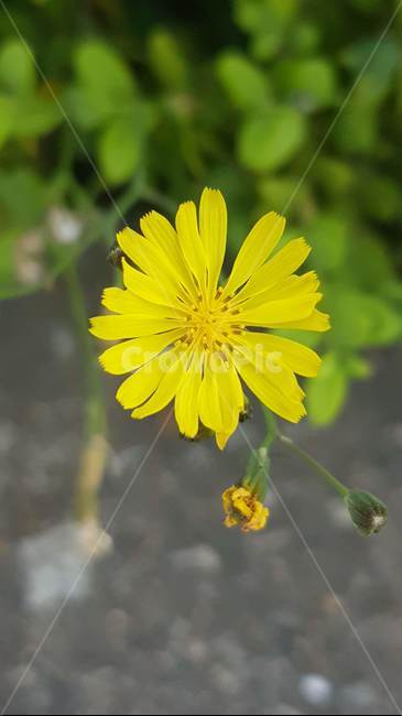 spring,wildflowers,yellow flower,card news,flower