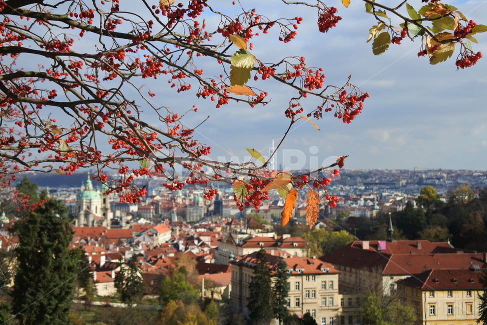 나뭇가지,나무,열매,가을,프라하,praha,tree,autumn,village,마을,프라하마을,체코,유럽,europe,도시,city,land,landscape