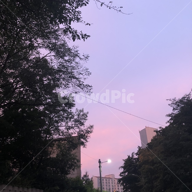 tree,나무,sky,하늘,석양,sunset,보라,purple,pink,몽환,plant,야경,밤,풍경,nightscape,night,landscape