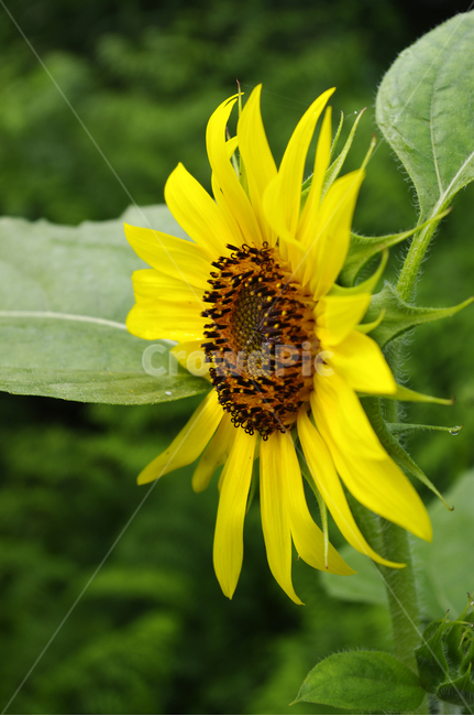 해바라기,꽃,flower,식물,plant,식물,자연,plants,nature,꽃,flower