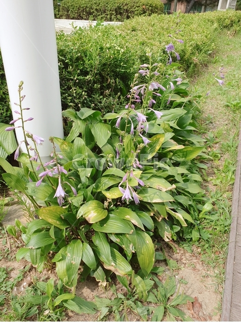 식물,plant,꽃,잎,자연
