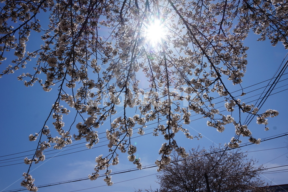 봄,벚꽃,햇살,벚꽃축제,꽃,식물,자연,plants,nature,꽃,flower