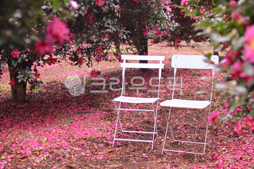 chair,의자,furniture,가구,garden,자연,nature,옥외,outdoors,정원,leaf,petal,flower,동백,동백꽃,동백나무,꽃잎,잎,꽃,겨울꽃