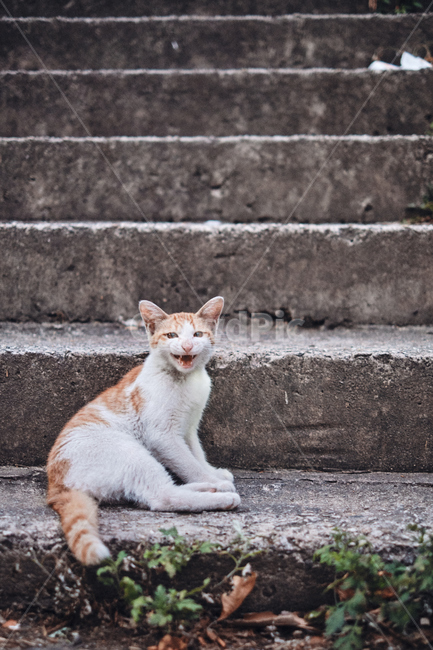고양이,길고양이,반려동물,cat,animal,cats,동물,animal,포유류,mammal,고양이,cat,kitten,kitty