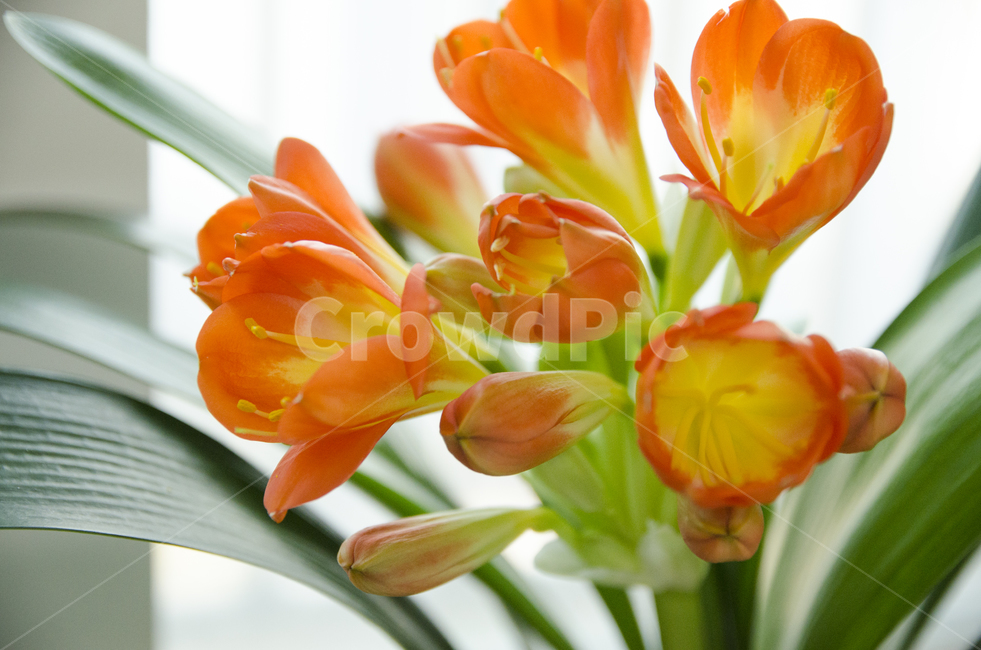 plant,식물,blossom,flower,꽃,kaffirlily,군자란,난,주황색,뷰티풀,아름다움,향기로움,식물,자연,plants,nature,꽃,flower