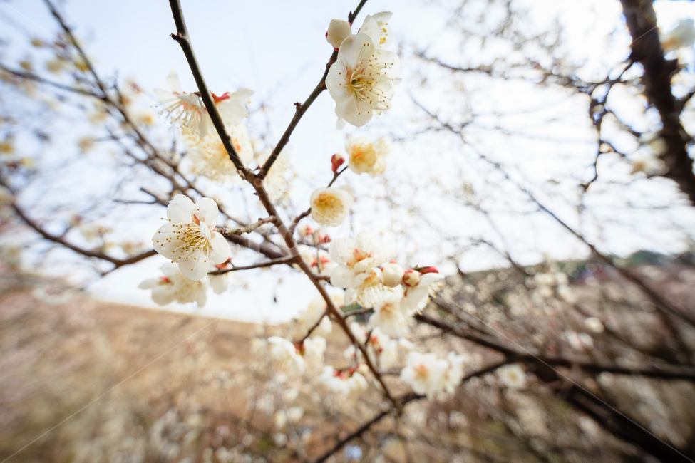 매화,식물,꽃,봄,꽃들,꽃잎,봄,계절,spring,season,식물,자연,plants,nature,꽃,flower,plant
