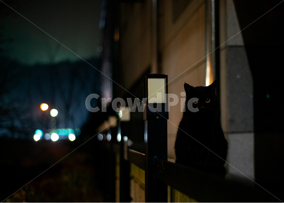 밤,night,cat,cute,고양이,귀여운
