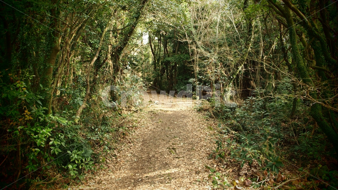 제주도,곶자왈,숲,자연,식물,생태계,여행,풍경,산책,트레킹,나무,자연,풍경,nature,landscape,gravel,자갈,dirt road,흙길,road,도로,ground,바닥,path,통로
