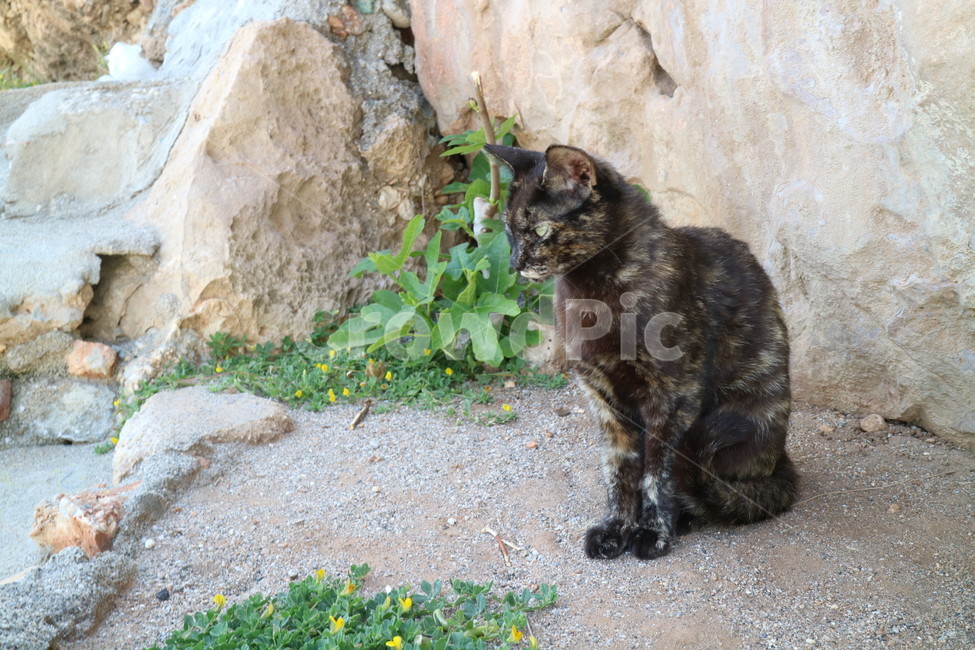 고양이,돌,바위,풀,자연,동물,포유류,cat,animal,nature,길냥이,동물,animal,포유류,mammal,고양이,cat,kitten,kitty
