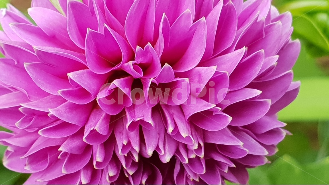 beautifulflowers,dalaria,nature,plant,아름다운꽃,다알리아,식물,자연,backgroundimage,배경이미지,노랑색,핑크색,화려한,주홍색,그린,green,배경,배경화면,색감,바탕,텍스쳐,질감,패턴,이미지,식물,자연,plants,nature,꽃,flower