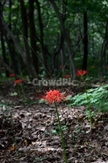 석산,꽃무릇,야생화,꽃,생태,식물,자연,들꽃,산꽃,가을,감성,힐링,플라워,계절,식생,시즌,wild,Flower,plants,nature,spring,season,배경,가을꽃,풀,초본,붉은색,빨간색,식물,자연,plants,nature,꽃,flower