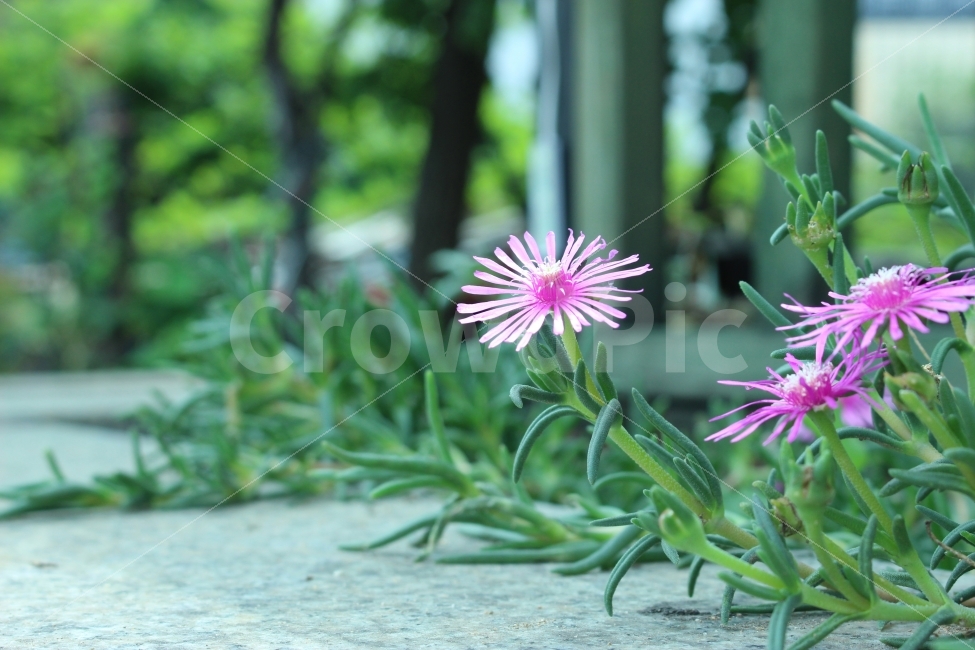 꽃,flower,접사,분홍,자연,식물,자연,plants,nature,꽃,flower