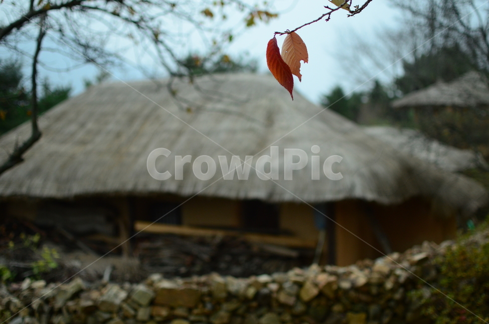 단풍,초가집,가을,전통가옥,돌담,고향,한국전통,전통문화,가을,계절,fall,autumn,season,한국전통,한국문화,korean traditional,korean culture,건축물,건물외관,exterior,building,structure,architecture,construction,leaf,잎,plant,식물,nature,자연,outdoors,옥외