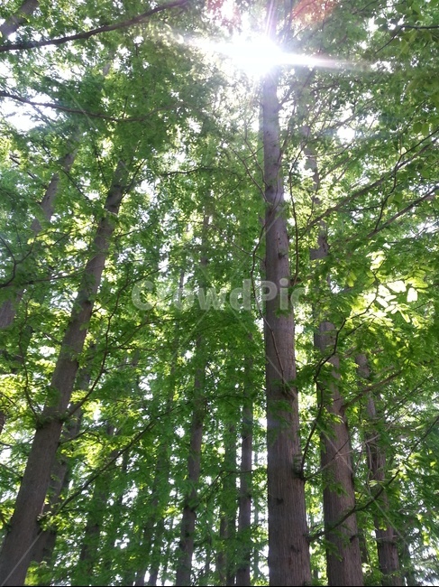 메타세쿼이아,키큰나무,햇살,식물,나무,자연,풍경,nature,landscape,tree,plant,tree trunk,나무 줄기