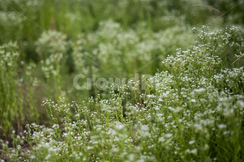wallpaper,꽃,하얀꽃,식물,풀,보케,flower,bokeh,식물,자연,plants,nature,꽃,flower