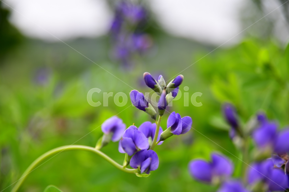 꽃,야생화,봄,여름,자연,수목원,식물,자연,plants,nature,꽃,flower